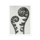 Aspidium Filix Mas (shield Fern Fronds) - Karl Blossfeldt Art Print 24’’x32’’ Posters Prints & Visual Artwork