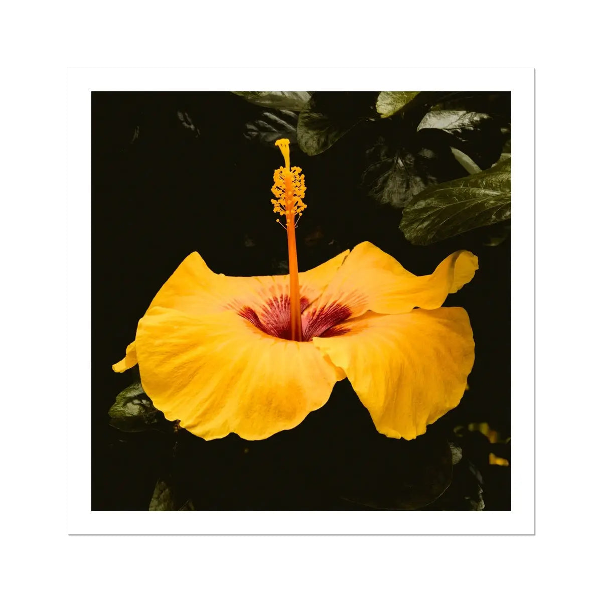 For Sita - Yellow Hibiscus Hoi an Art Print 30’’x30’’ Posters Prints & Visual Artwork