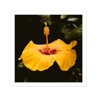 For Sita - Yellow Hibiscus Hoi an Art Print 30’’x30’’ Posters Prints & Visual Artwork