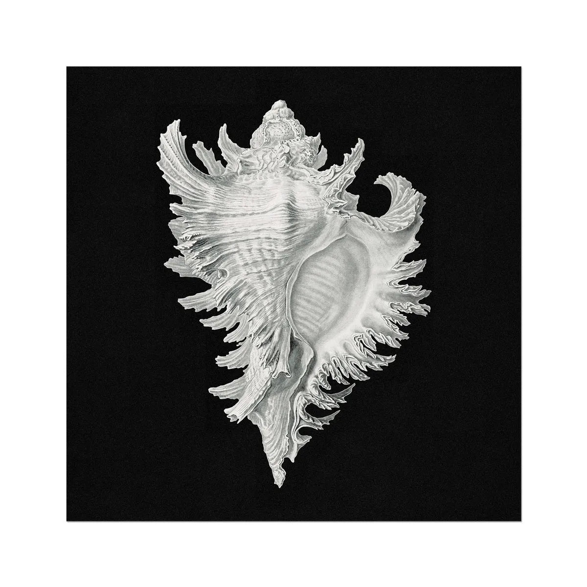 Vintage Shell Marine Life Illustration Too Fine Art Print - 30’x30’ - Posters Prints & Visual Artwork - Aesthetic Art