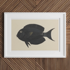 Black Surgeonfish - Luigi Balugani Sea Life Art Print Posters Prints & Visual Artwork