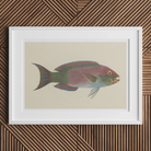 Queen Parrotfish - Luigi Balugani Sea Life Art Print Posters Prints & Visual Artwork