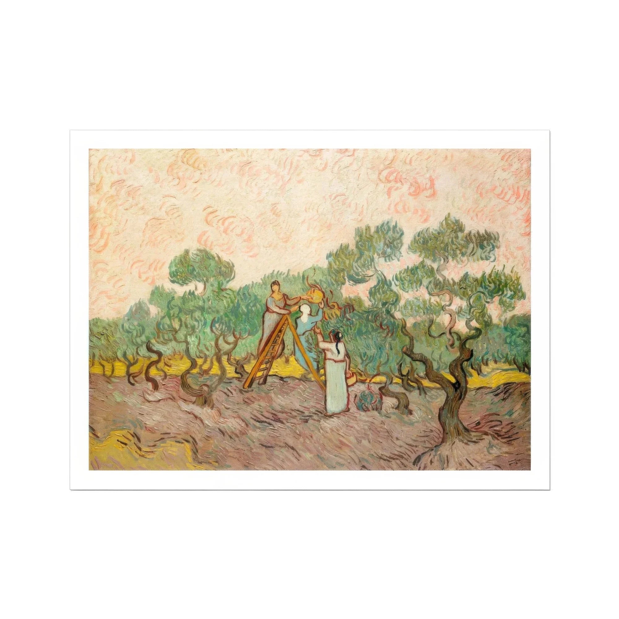 Women Picking Olives - Vincent Van Gogh Art Print, Painting Olive Tree Harvesters Orchard