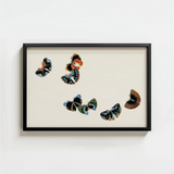 Framed Artwork Five Colorful Stylized Butterflies Black Wings Kamisaka Sekka, Sekka’s Woodblock, Meiji