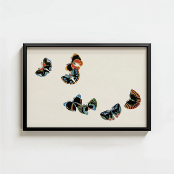 Framed Artwork Five Colorful Stylized Butterflies Black Wings Kamisaka Sekka, Sekka’s Woodblock, Meiji