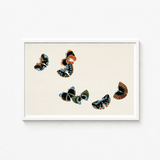 Framed Artwork Collection Intricately Illustrated Butterflies Vibrant Hues Kamisaka Sekka, Sekka’s Woodblock, Meiji