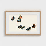 Woodblock Butterflies - Kamisaka Sekka Art Print / Canvas Framed Artwork Five Stylized Vibrant Colors Black, Sekka’s, Meiji Prints