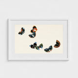Woodblock Butterflies - Kamisaka Sekka Art Print / Canvas Framed Artwork Five Stylized Vibrant Colors Black, Sekka’s, Meiji Prints