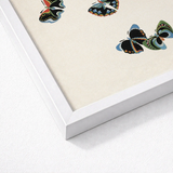 Framed Artwork Intricately Detailed Butterflies Black Blue Green Kamisaka Sekka, Sekka’s Woodblock, Meiji