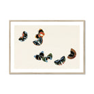 Woodblock Butterflies - Kamisaka Sekka Art Print