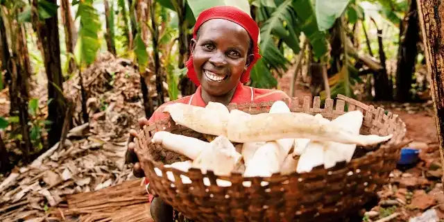 A woven basket filled with fresh cassava roots.