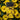 Yellow Brick Road - Chrysanthemum Iphone Case, Photography, Botanical Brilliance