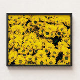 Vibrant Yellow Chrysanthemum Floral Print Framed Sleek Black Chrysanthemum-filled Art, Photography, Brick Road