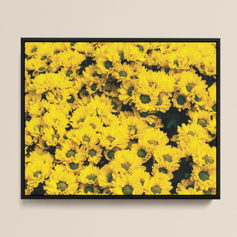 Framed Artwork Dense Field Bright Yellow Daisies Dark Chrysanthemum-filled Art Print, Chrysanthemum Photography, Brick Road