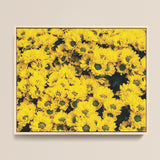 Framed Artwork Dense Vibrant Field Yellow Daisies Dark Chrysanthemum-filled Art Print, Chrysanthemum Photography, Brick Road