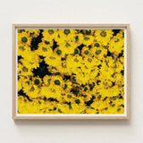 Vibrant Yellow Floral Print Framed Light Wood Frame Chrysanthemum-filled Art, Chrysanthemum Photography, Brick Road