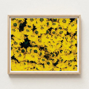Vibrant Yellow Floral Print Framed Light Wood Frame Chrysanthemum-filled Art, Chrysanthemum Photography, Brick Road