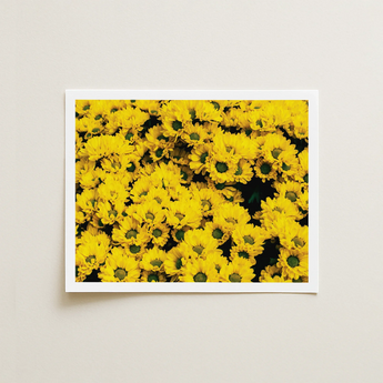 Framed Print Dense Vibrant Field Bright Yellow Daisies Chrysanthemum-filled Art, Chrysanthemum Photography, Brick Road