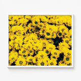 Framed Print Dense Vibrant Field Bright Yellow Chrysanthemums Chrysanthemum-filled Art, Chrysanthemum Photography, Brick Road
