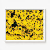 Vibrant Yellow Floral Print Framed Sleek White Frame Chrysanthemum-filled Art, Chrysanthemum Photography, Brick Road