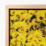 Vibrant Yellow Chrysanthemum Floral Print Framed Light Wood Chrysanthemum-filled Art, Photography, Brick Road
