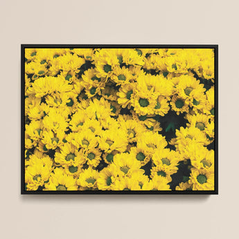 Yellow Brick Road - Vietnam Flower Bed Art Print / Canvas, Chrysanthemum-filled Art Print, Chrysanthemum Photography Art, Yellow Brick Road