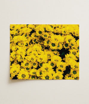 Vibrant Yellow Chrysanthemum Floral Print Canvas Wall Chrysanthemum-filled Art, Photography, Brick Road