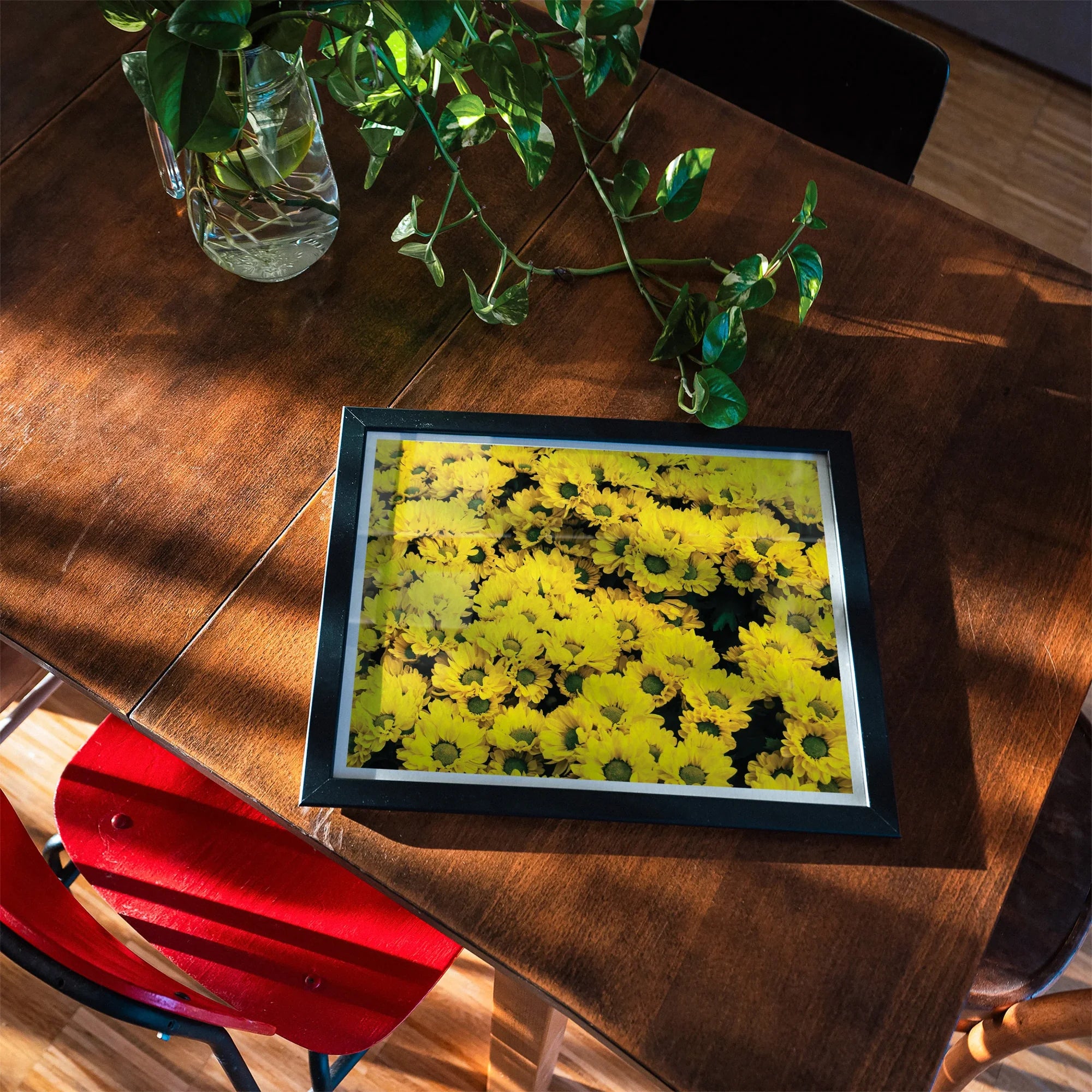 Yellow Brick Road - Vietnam Flower Bed Art Print, Framed Photograph Bright Yellow Chrysanthemums Bloom