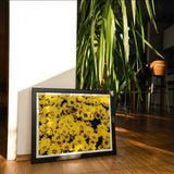 Yellow Brick Road - Vietnam Flower Bed Art Print, Framed Photograph Bright Yellow Sunflowers Bloom