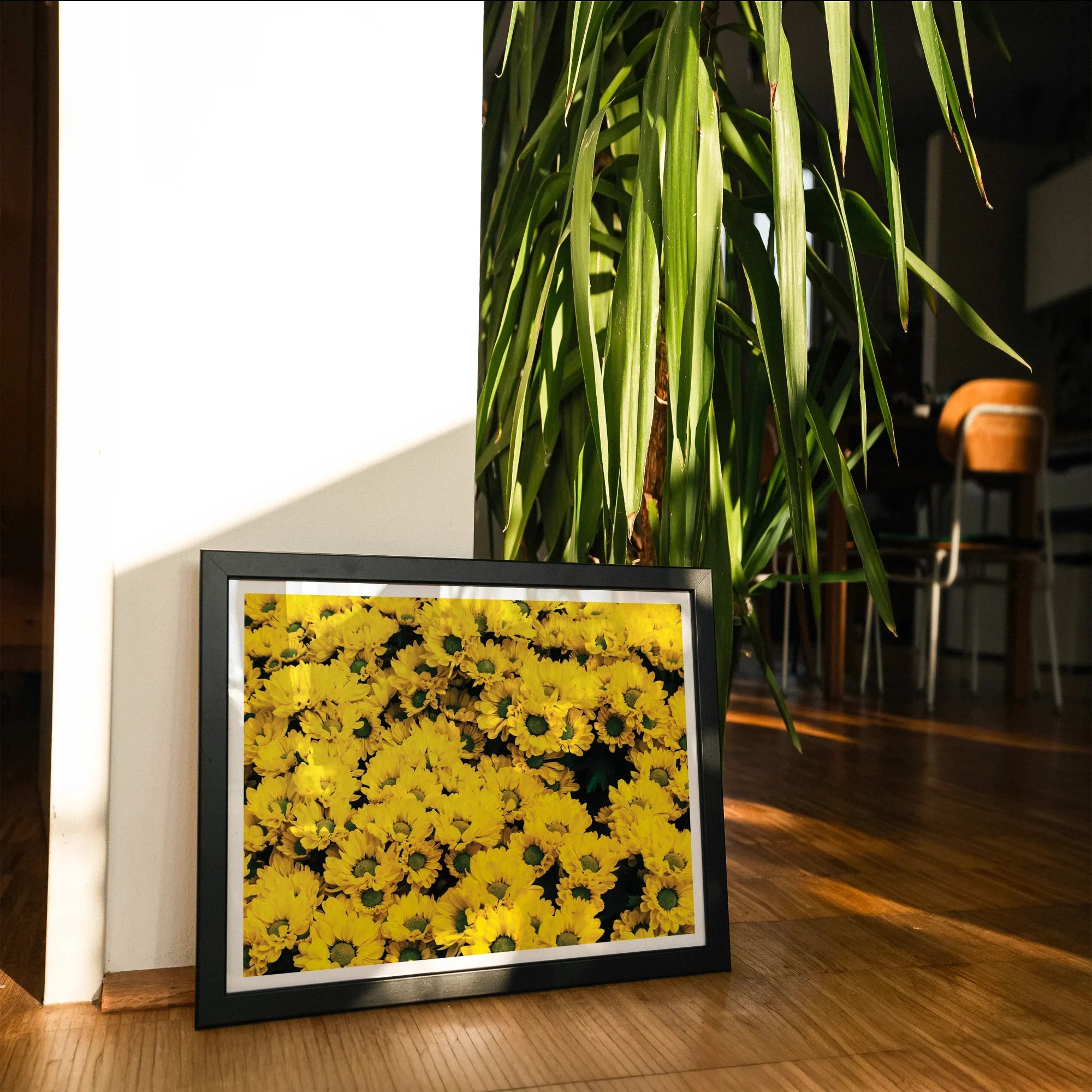 Yellow Brick Road - Vietnam Flower Bed Art Print, Framed Photograph Bright Yellow Sunflowers Bloom