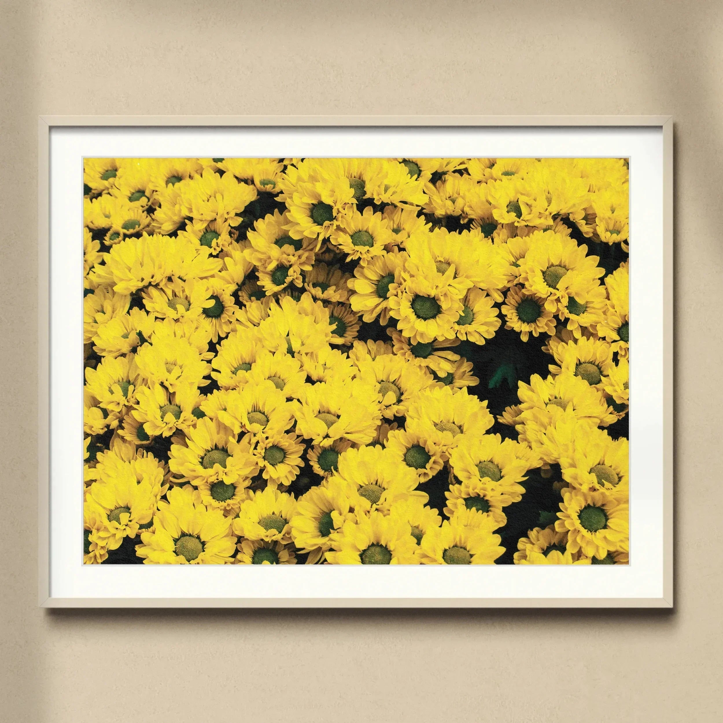 Yellow Brick Road Vietnam Flower Bed Art Print, Framed Photograph Vibrant Yellow Chrysanthemum Flowers Bloom