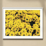 Yellow Brick Road - Vietnam Flower Bed Art Print, Framed Photograph Vibrant Yellow Sunflowers Bloom