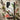 Yellow Bunting Bird - Numata Kashu Phone Case, Meiji-era Magic