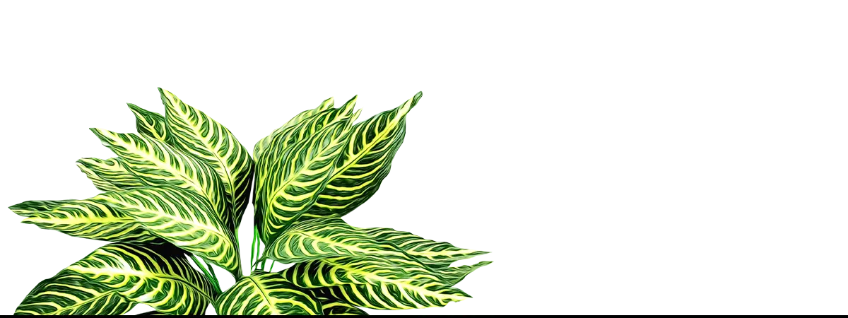 Zebra plant with striped leaves, showcasing botanical op art in framed abstract artwork